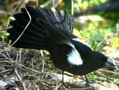 Frutero negro/White-lined Tanager Frutero negro/White-lined Tanager