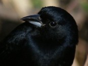 Frutero negro/White-lined Tanager Frutero negro/White-lined Tanager