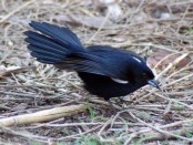 Frutero negro/White-lined Tanager Frutero negro/White-lined Tanager