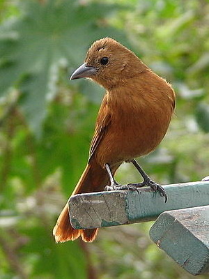 Frutero negro/White-lined Tanager Frutero negro/White-lined Tanager
