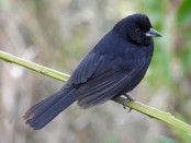 Frutero negro/White-lined Tanager Frutero negro/White-lined Tanager