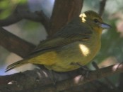 Fueguero común/Hepatic Tanager