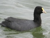 Gallareta chica/White-winged Coot