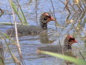 Gallareta chica/White-winged Coot