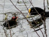 Gallareta chica/White-winged Coot
