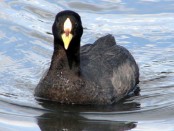 Gallareta ligas rojas/Red-gartered Coot