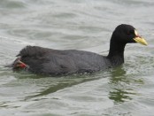 Gallareta ligas rojas/Red-gartered Coot