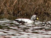 Gallareta ligas rojas/Red-gartered Coot Gallareta ligas rojas/Red-gartered Coot