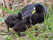 Gallareta ligas rojas/Red-gartered Coot