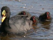 Gallareta ligas rojas/Red-gartered Coot