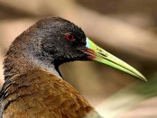 Gallineta común/Common Gallinule Gallineta común/Common Gallinule