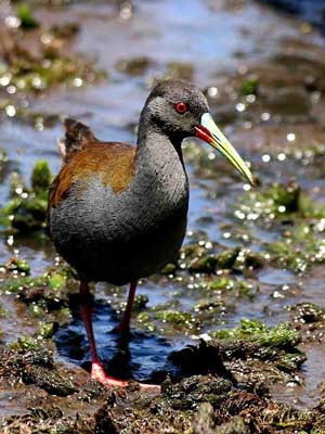 Gallineta común/Common Gallinule Gallineta común/Common Gallinule