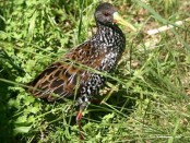 Gallineta overa/Spotted Rail