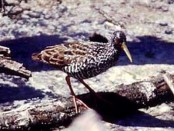 Gallineta overa/Spotted Rail