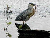 Garcita azulada/Striated Heron