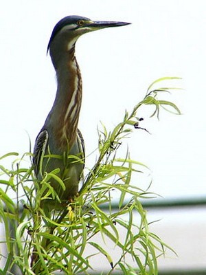 Garcita azulada/Striated Heron