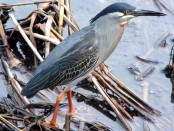 Garcita azulada/Striated Heron