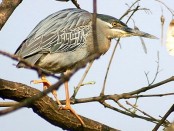 Garcita azulada/Striated Heron