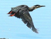 Garcita azulada/Striated Heron