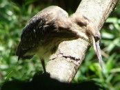 Garcita azulada/Striated Heron