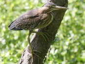Garcita azulada/Striated Heron