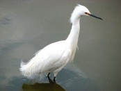 Garcita blanca/Snowy Egret