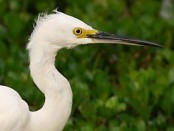 Garcita blanca/Snowy Egret