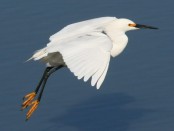Garcita blanca/Snowy Egret