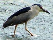 Garza bruja/Black-crowned Night-Heron
