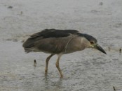 Garza bruja/Balck-crowned Night-Heron