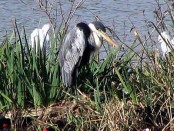 Garza mora/Cocoi Heron