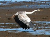 Garza mora/Cocoi Heron