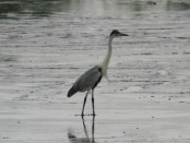 Garza mora/Cocoi Heron