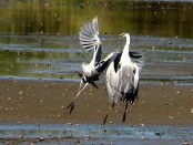 Garza mora/Cocoi Heron