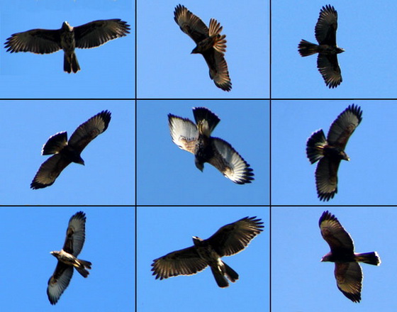 Gavilán mixto/Bay-winged Hawk