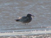 Gaviota cangrejera/Olrog's Gull