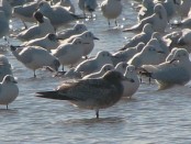 Gaviota cangrejera/Olrog's Gull