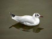 Gaviota capucho café/Brown-headed Gull Gaviota capucho café/Brown-headed Gull