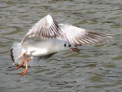 Gaviota capucho café/Brown-headed Gull Gaviota capucho café/Brown-headed Gull