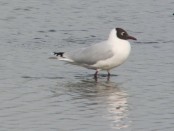 Gaviota capucho café/Brown-headed Gull Gaviota capucho café/Brown-headed Gull