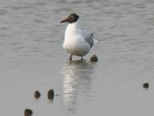Gaviota capucho café/Brown-headed Gull Gaviota capucho café/Brown-headed Gull