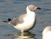 Gaviota capucho gris/Gray-hooded Gull