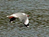 Gaviota capucho gris/Gray-hooded Gull