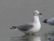 Gaviota capucho gris/Gray-hooded Gull