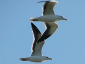 Gaviota cocinera/Kelp Gull