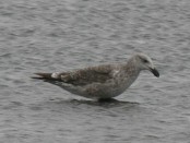 Gaviota cocinera/Kelp Gull