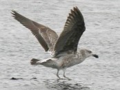 Gaviota cocinera/Kelp Gull