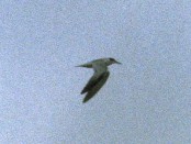 Gaviotín chico común/Yellow-billed Tern