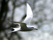 Gaviotín lagunero/Yellow-billed Tern
