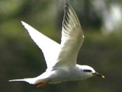 Gaviotín lagunero/Yellow-billed Tern